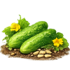 Семена огурцов