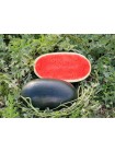Блэк Фалкон F1 (ЦРХ 10510 F1) семян кавуна раннего (Cora Seeds)