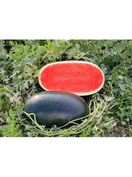 Блэк Фалкон F1 (ЦРХ 10510 F1) семян кавуна раннего (Cora Seeds)