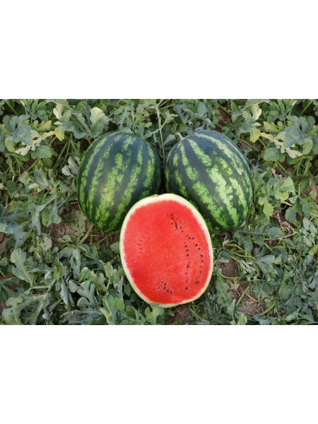 насіння кавуна Меренге F1 (Cora Seeds)