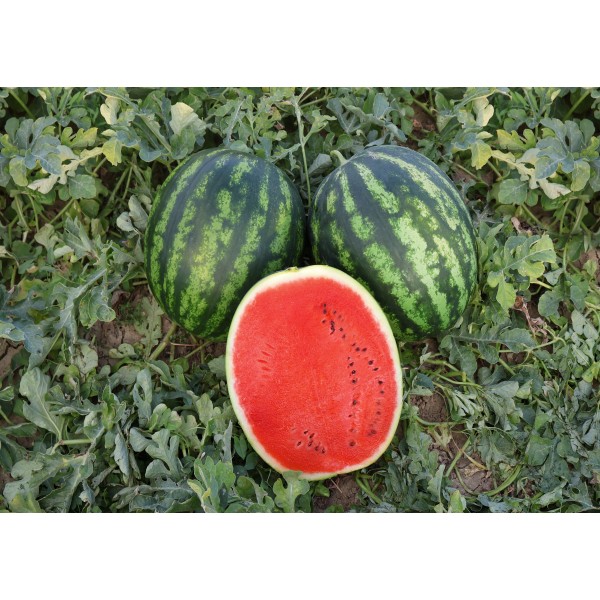 насіння кавуна Меренге F1 (Cora Seeds)