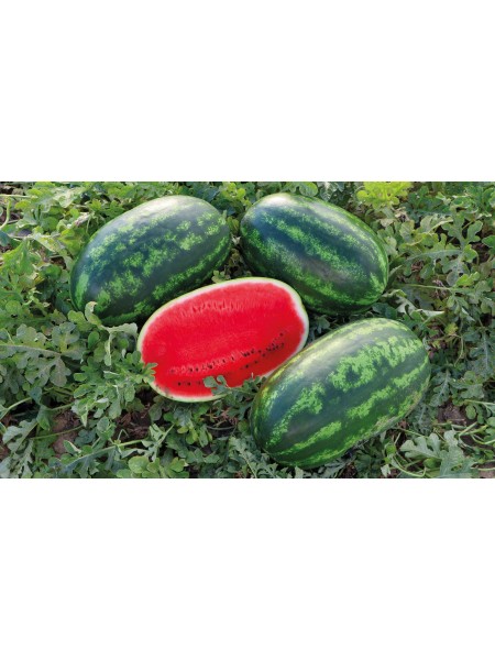 Бачата F1 насіння кавунів (Cora Seeds)