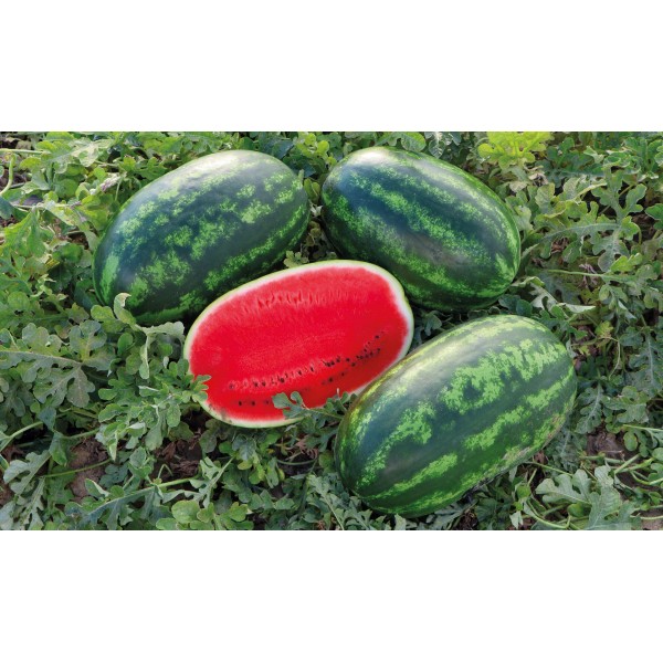 Бачата F1 насіння кавунів (Cora Seeds)
