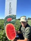 Бачата F1 насіння кавунів (Cora Seeds)