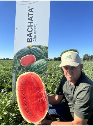 Бачата F1 насіння кавунів (Cora Seeds)
