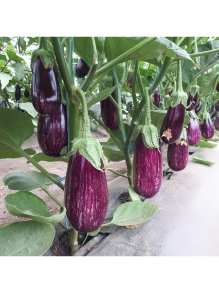 ЦРХ 50141 F1 (CRX 50141 F1) семян баклажана раннего (Cora Seeds)