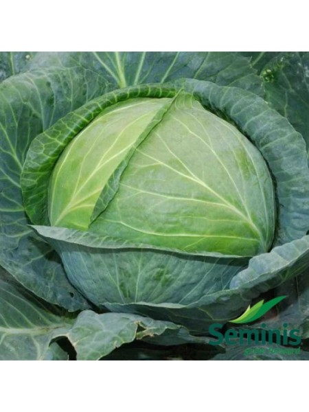 Атрия F1 семена капусты белокочанной (Seminis)