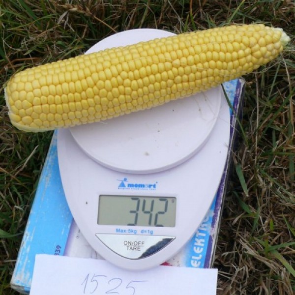 Страйк F1 (1525 F1) насіння кукурудзи суперсолодкої Sh2 (Spark Seeds)