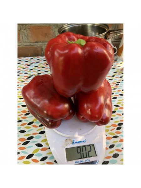 1601 F1 семена перца сладкого (Lark Seeds)