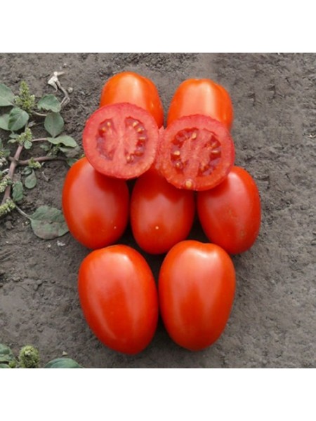 1785 F1 насіння помідора детермінантного (Heinz/Lark Seeds)