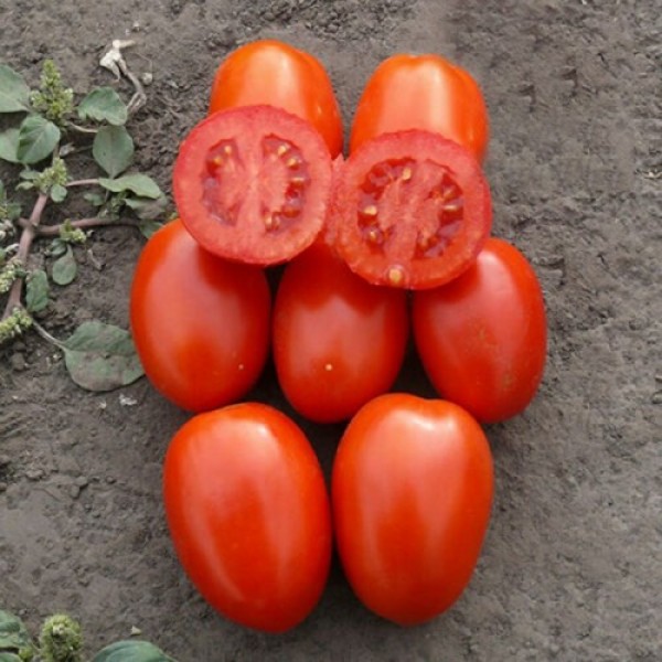 1785 F1 насіння помідора детермінантного (Heinz/Lark Seeds)