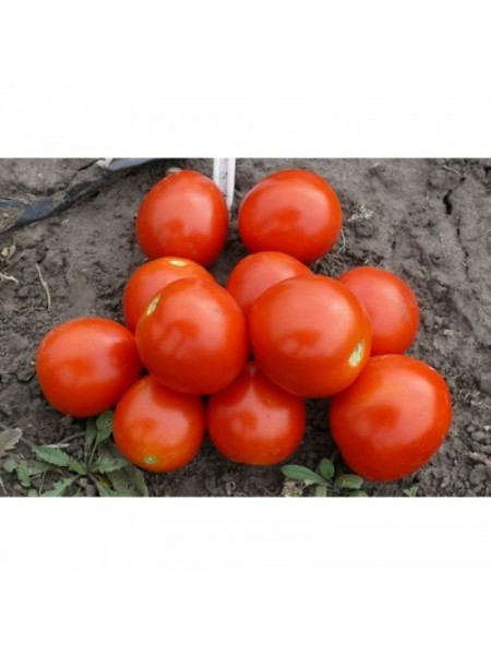 1855 F1 семена детерминантного томата (Lark Seeds)