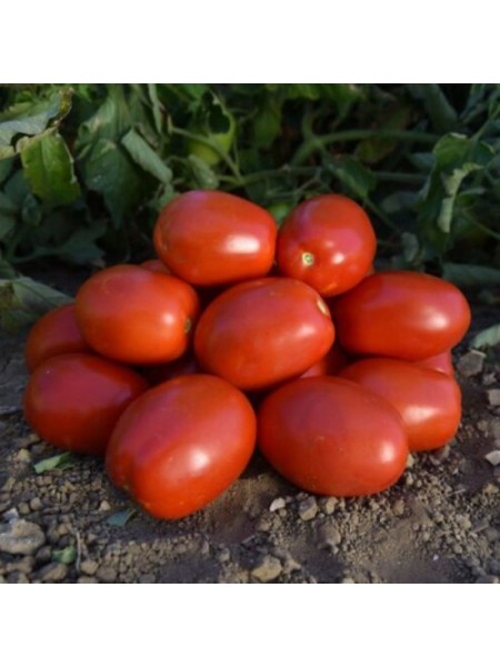 1892 F1 семена помидора детерминантного (Lark Seeds)