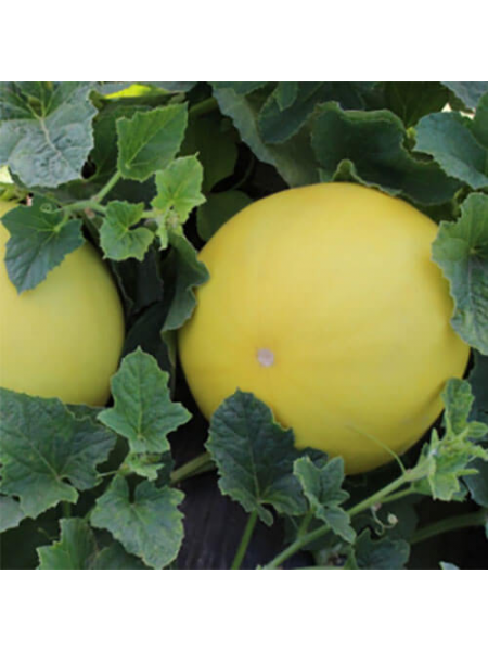 Шинари F1 семена дыни (Kitano Seeds)