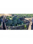 Самоа F1 семена капусты брокколи (Cora Seeds)