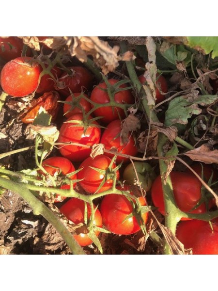 2123 F1 семена томата дет. среднераннего 110-115 дн. слив. 70г красный (Heinz/Spark Seeds)