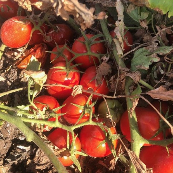 2123 F1 семена томата дет. среднераннего 110-115 дн. слив. 70г красный (Heinz/Spark Seeds)