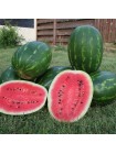 ES 75126 F1 семена арбуза среднего (Ergon seeds)