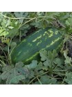 ES 75126 F1 семена арбуза среднего (Ergon seeds)
