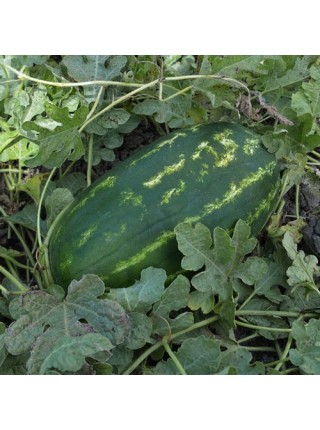 ES 75126 F1 насіння кавуна середнього (Ergon seeds)