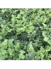 ES 75126 F1 семена арбуза среднего (Ergon seeds)