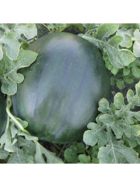 CRX 10041 F1 семена арбуза раннего (Cora Seeds)