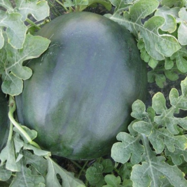 CRX 10041 F1 семена арбуза раннего (Cora Seeds)