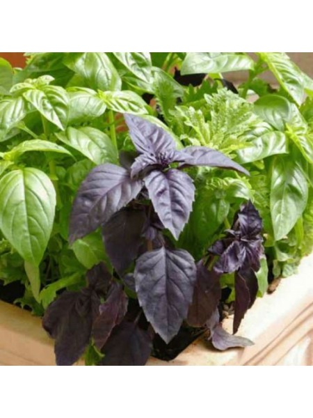 6 ароматов семян базилика (GL Seeds)