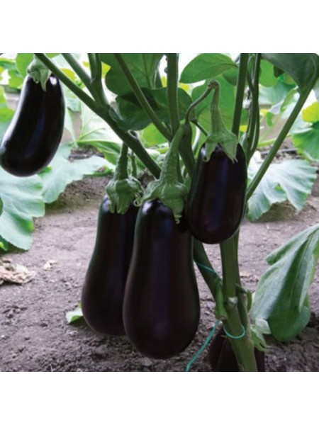 ЄС 3592 F1 (ES 3592 F1) насіння баклажана раннього (Ergon seeds)