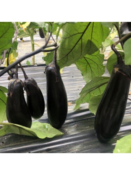 Дэн F1 семян баклажана раннего (Lark Seeds)