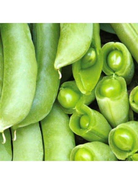 Суперсахарные семена гороха (GL Seeds)