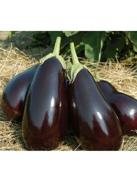 Царская икра семян баклажана раннего (GL Seeds)