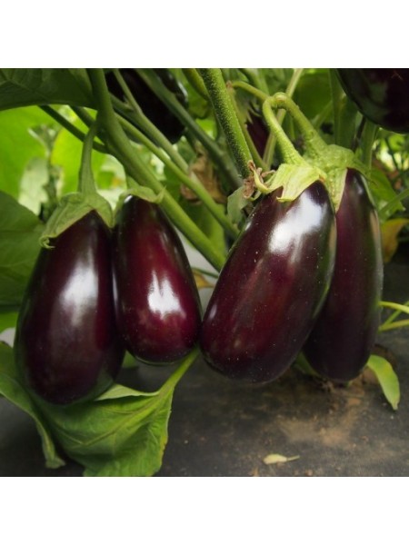Неро семян баклажана среднего (Moravoseed)