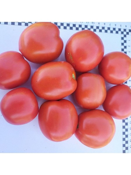 9960 F1 семена помидора детерминантного (Lark Seeds)
