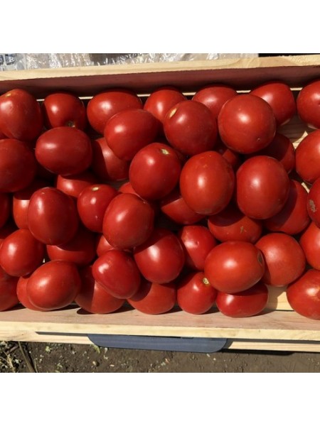 9969 F1 семена детерминантного томата (Lark Seeds)