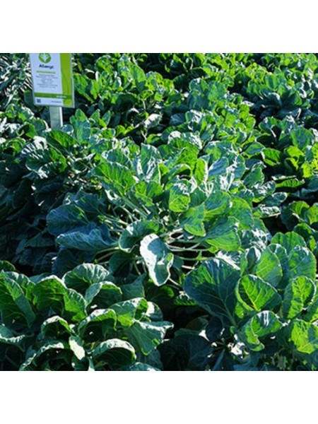 Абакус F1 семена капусты брюссельской (Syngenta)