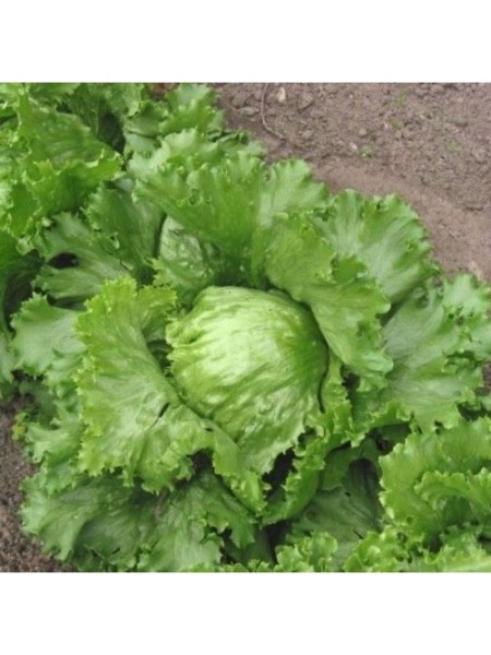 Адриатика семян салата тип Айсберг (GL Seeds)