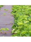 Агроволокно черное для мульчирования (плотность 100г/м2) (Agreen)