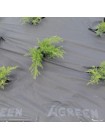 Агроволокно черное для мульчирования (плотность 100г/м2) (Agreen)