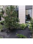 Агроволокно черное для мульчирования (плотность 100г/м2) (Agreen)