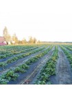 Агроволокно черное для мульчирования (плотность 100г/м2) (Agreen)