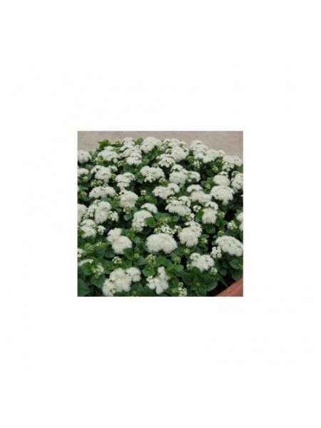 Алоха F1 белый (white) семена агератума (Hem Genetics)