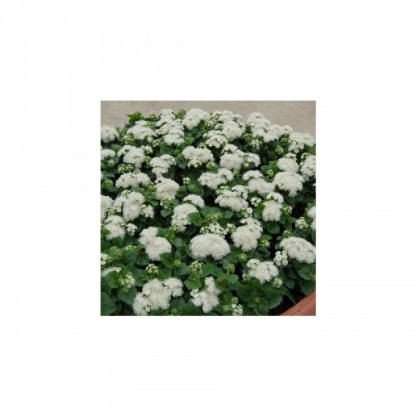 Алоха F1 белый (white) семена агератума (Hem Genetics)