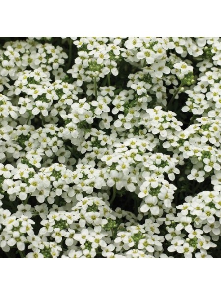 Айскьюб белый (white) семена гутчинзии (Syngenta)