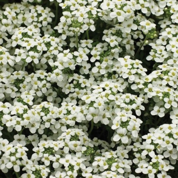 Айскьюб белый (white) семена гутчинзии (Syngenta)