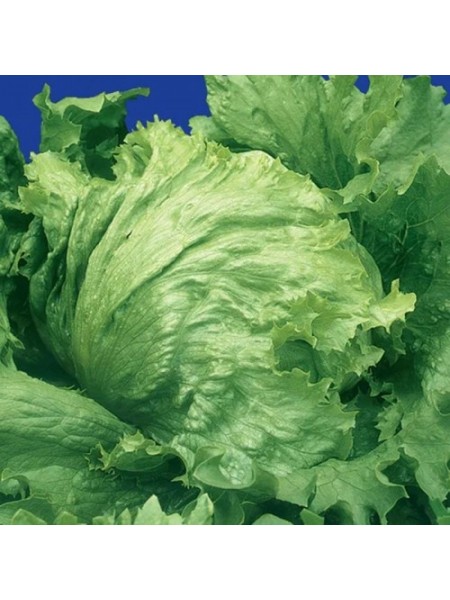 Айсберг семена салата зел. (GL Seeds)