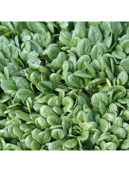 Акадия F1 Organic семян шпината (Enza Zaden/Vitalis)