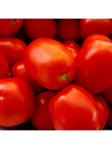 Албароссо F1 семена помидора детерминантного (Cora Seeds)