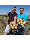 Альбатрос F1 семена лука репчатого озимого (LibraSeeds)