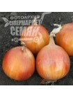 Альбатрос F1 семена лука репчатого озимого (LibraSeeds)